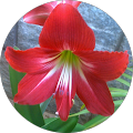 G Sravanthi profile picture